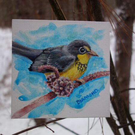 Canada Warbler