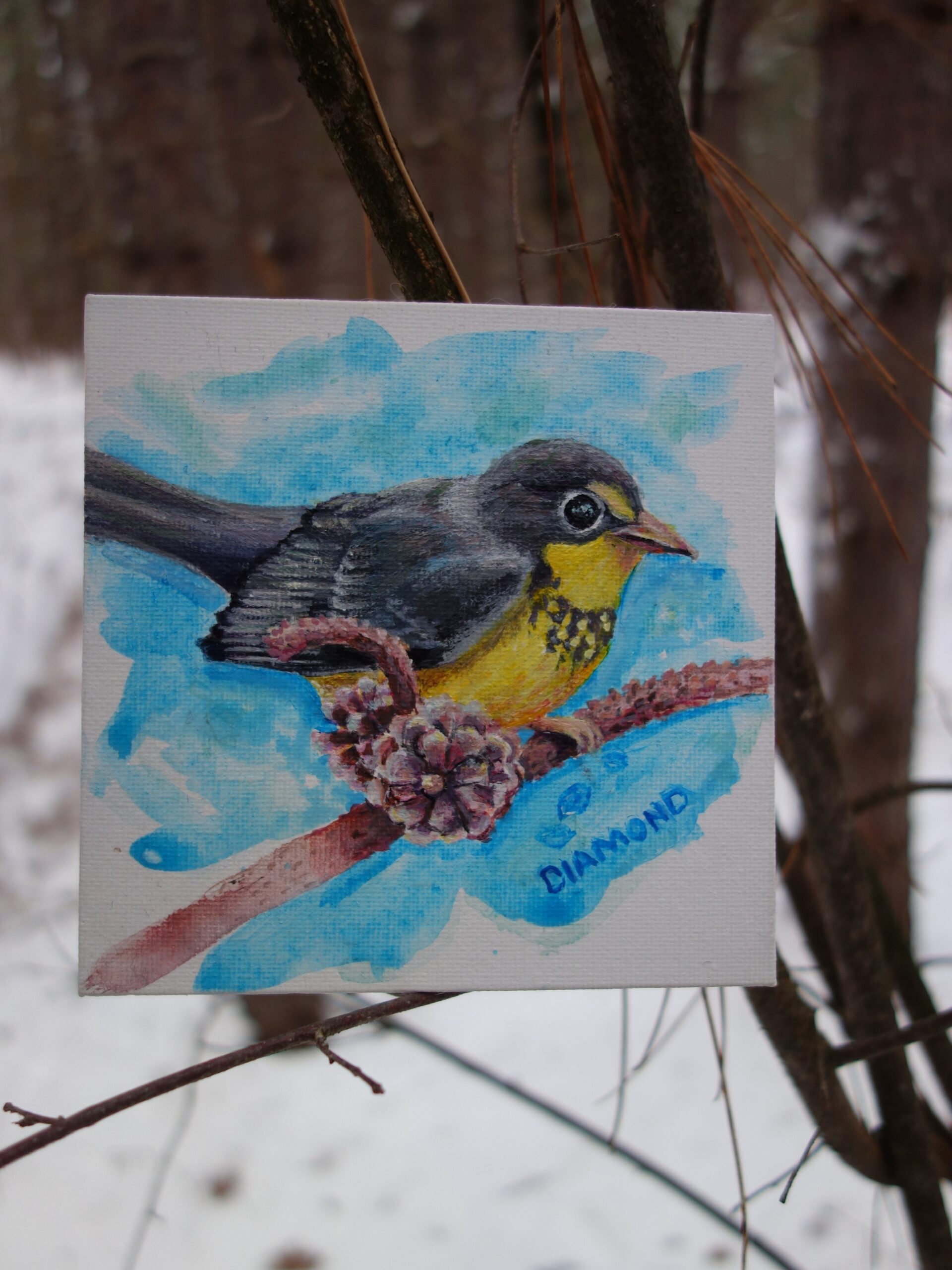 Canada Warbler