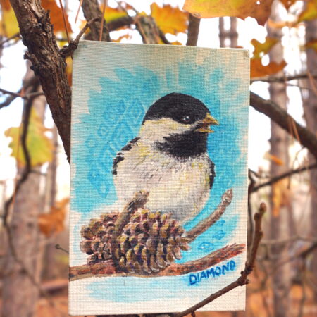 Black Capped Chickadee