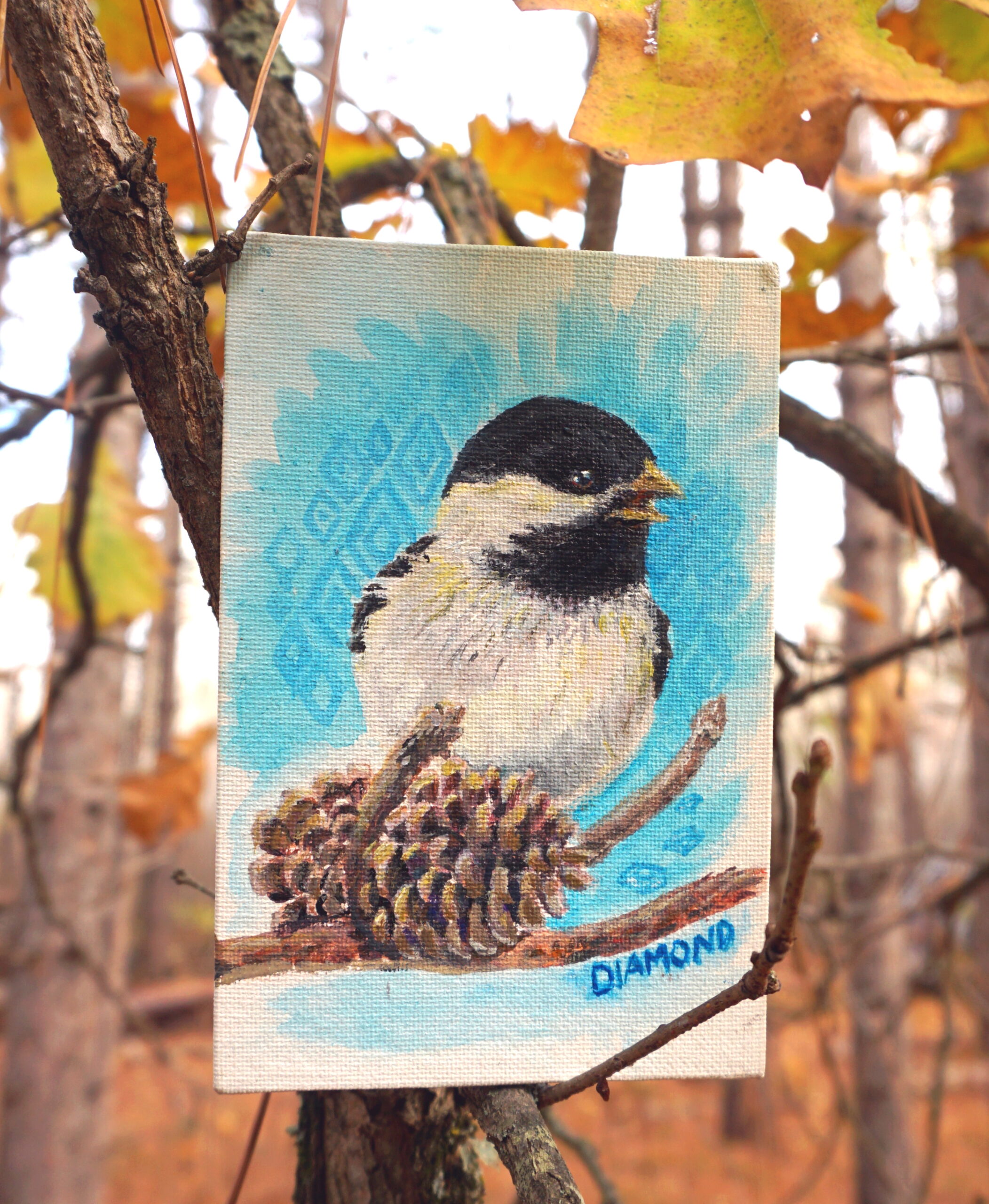 Black Capped Chickadee