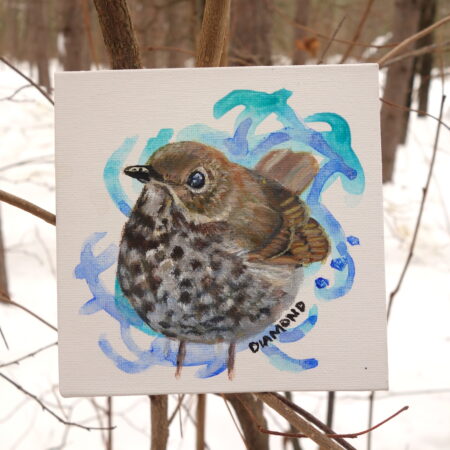 Hermit Thrush
