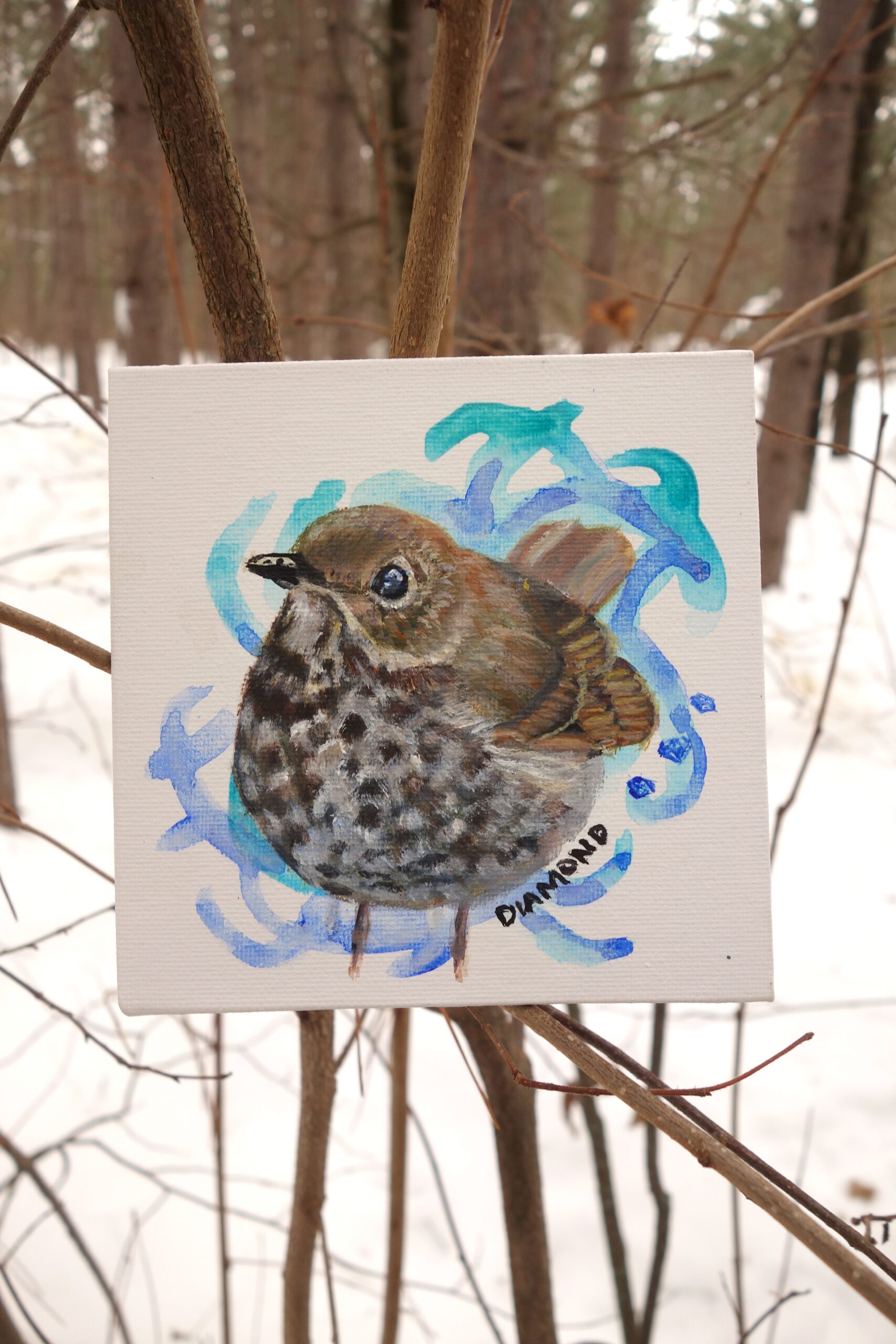 Hermit Thrush