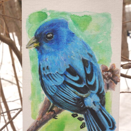 Indigo Bunting