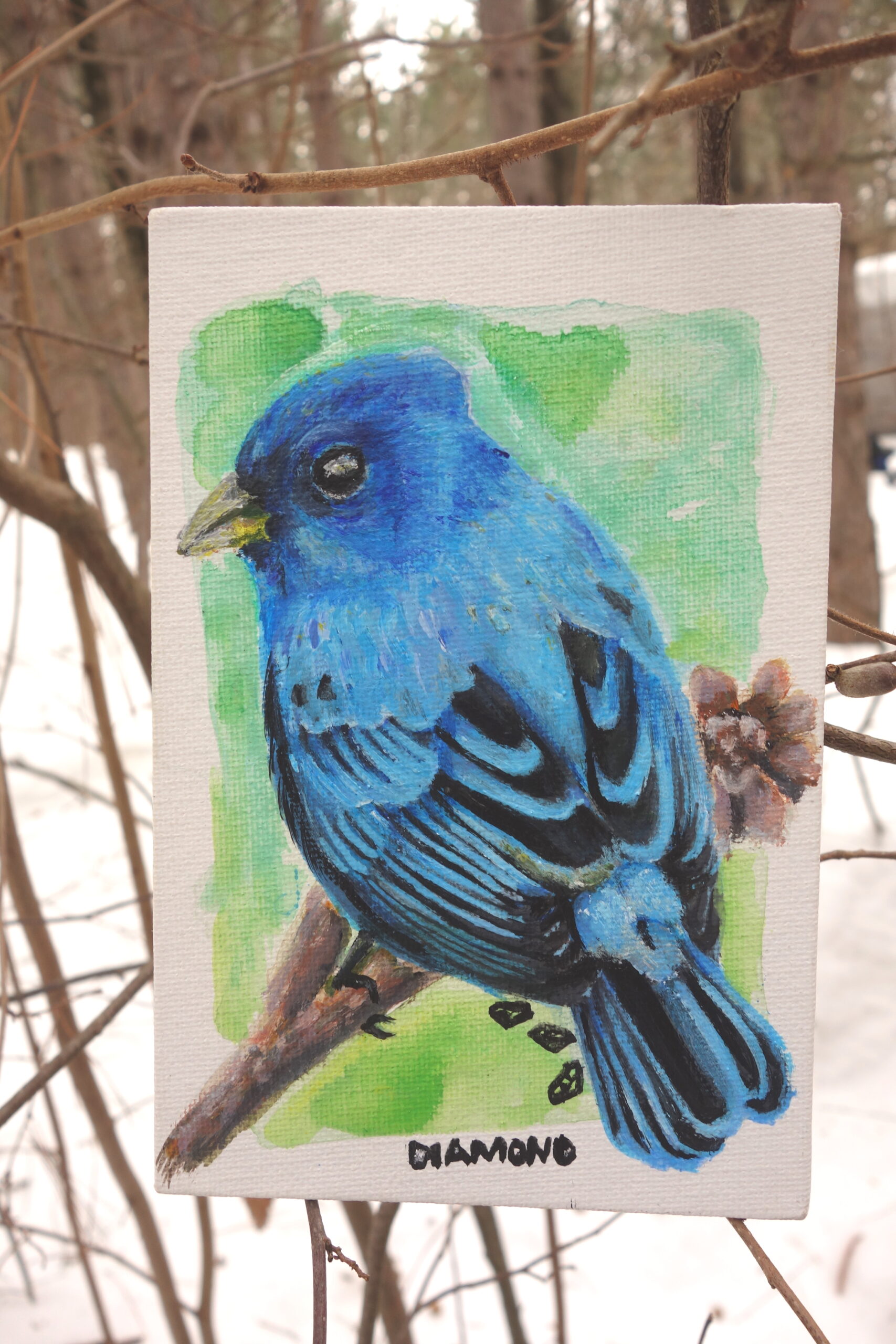 Indigo Bunting