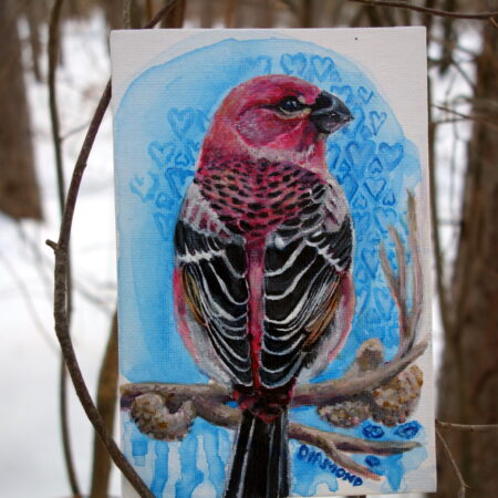 Male Pine Grosbeak